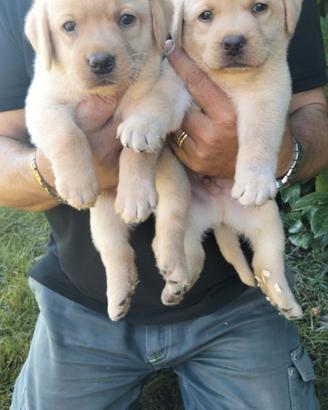 Cuccioli di labrador retriever