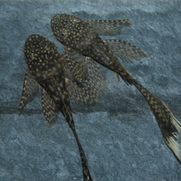 Ancistrus Pinne a velo Riproduttori