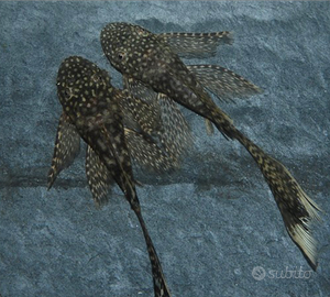 Ancistrus Pinne a velo Riproduttori