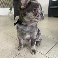 Bulldog fluffy merle