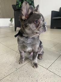 Bulldog fluffy merle