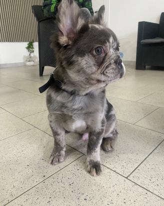 Bulldog fluffy merle