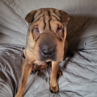 Sharpei femmina