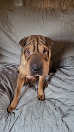 Sharpei femmina