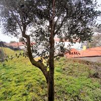 albero di olivo