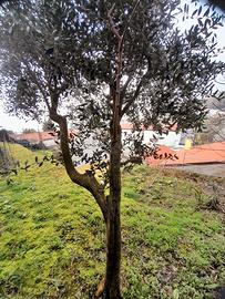 albero di olivo