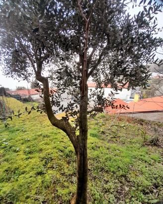 albero di olivo