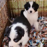 Border collie