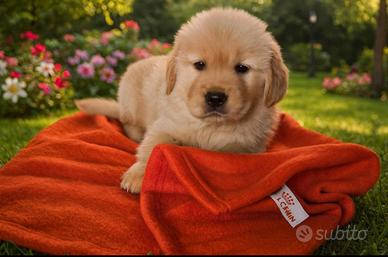 Cuccioli di Golden Retriever linea 100% americana