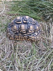 Tartaruga leopardo Pardalis