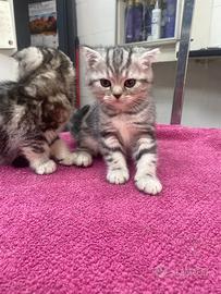 Cuccioli gatto
