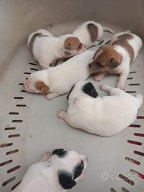 Jack russel disponibili