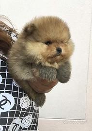 Spitz volpino pomerania