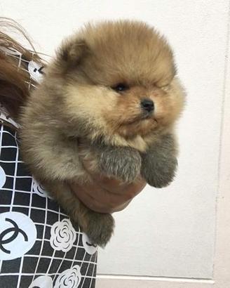 Spitz volpino pomerania