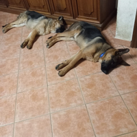 Cani vendita