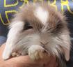 arieti-nani-e-mini-lop