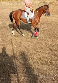 Tolgo cavallo anglo arabo