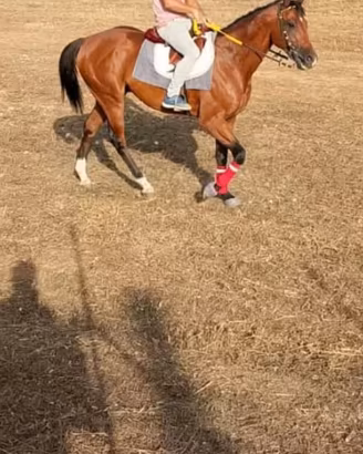 Tolgo cavallo anglo arabo