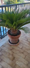Pianta cycas 
