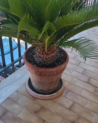 Pianta cycas 