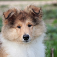 Pastore scozzese a pelo lungo ( Collie )