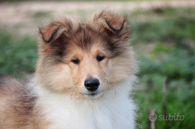 Pastore scozzese a pelo lungo ( Collie )
