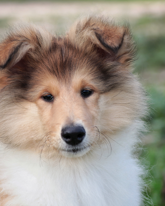 Pastore scozzese a pelo lungo ( Collie )