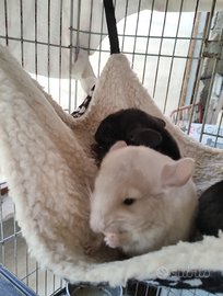 Cuccioli di cincillà violet carrier