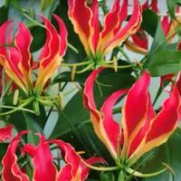Gloriosa Superba  Rothschildiana 