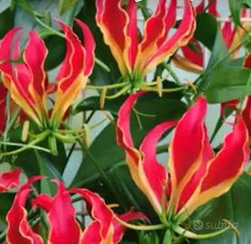 Gloriosa Superba  Rothschildiana 