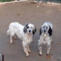 Setter