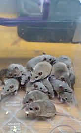 Coppie di Mus Minutoides, topolino pigmeo africano