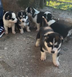 Cuccioli di Husky originali