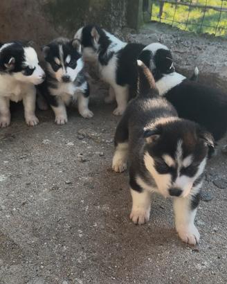 Cuccioli di Husky originali