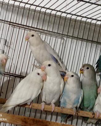 disponibili giovani cocorite e roseicollis 