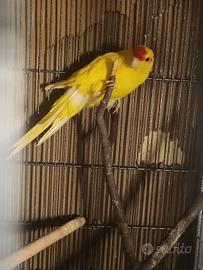 Kakariki