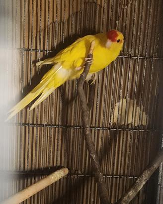 Kakariki