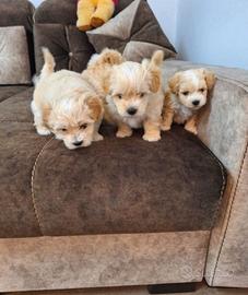 Maltipoo