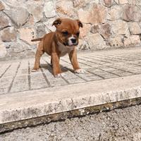 Staffordshire bull terrier