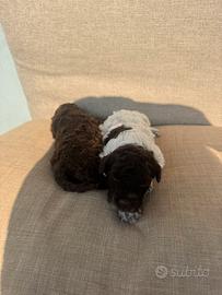 Lagotto Romagnolo