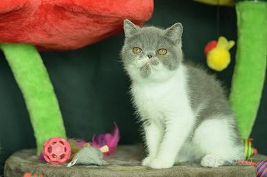 Cucciolo Maschio Blu e bianco di Exotic shorthair