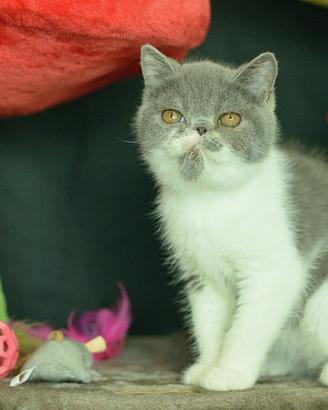 Cucciolo Maschio Blu e bianco di Exotic shorthair