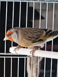 Tre incardellati maschi