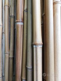 Canne di bambù