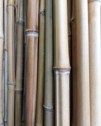 Canne di bambù