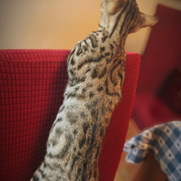 Maschietto di bengala 3 mesi