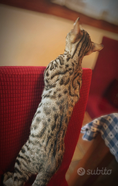 Maschietto di bengala 3 mesi