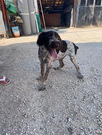 Drathar cucciolo