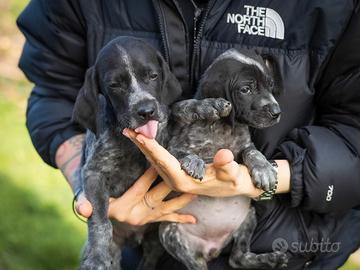 Cuccioli batuffoli due mesi cologna veneta