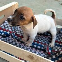 Cuccioli Jack russell